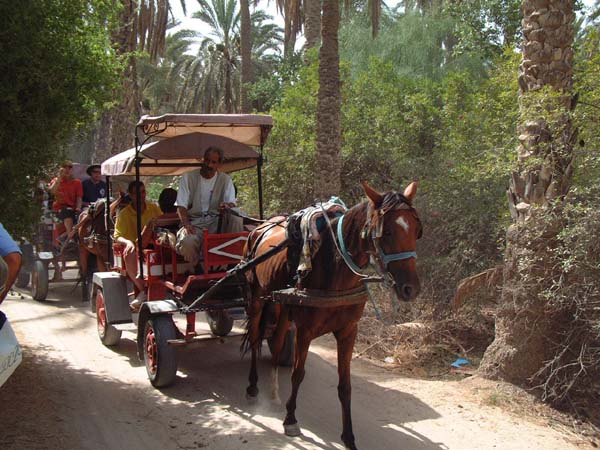 1034_balade_oasis_tozeur.jpg
